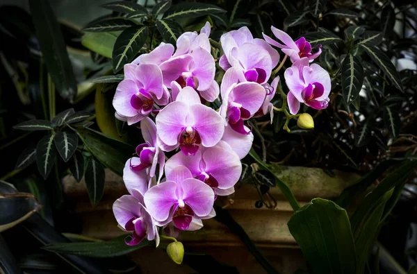 Красивая Фиолетово Белая Орхидея Фаленопсис Саду — стоковое фото