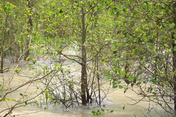 Maioria Das Plantas Nos Sundarbans Permanecem Debaixo Água Durante Estação — Fotografia de Stock