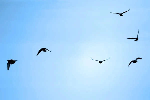 Una Bandada Aves Volando Aire —  Fotos de Stock