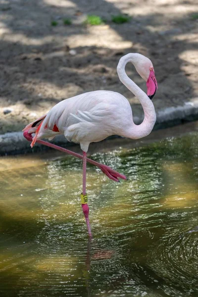 Den Vertikala Utsikten Över Större Flamingo Stående Vattnet Solig Dag — Stockfoto