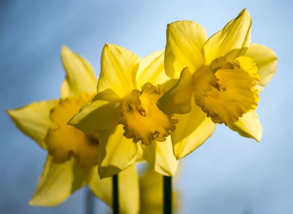 Řada Tří Narcisů Slunečného Dne — Stock fotografie