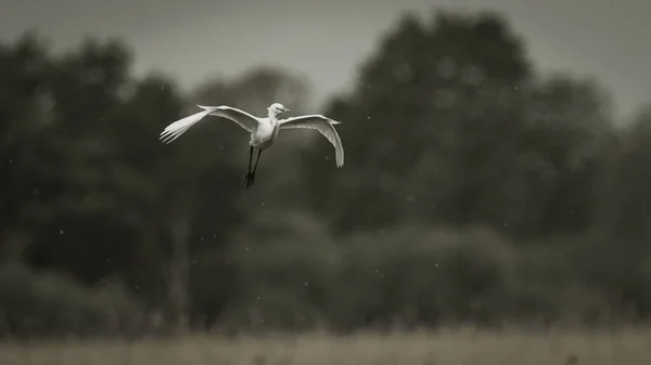 Norfolk Ngiltere Ağaçlara Karşı Uçan Küçük Bir Balıkçıl — Stok fotoğraf