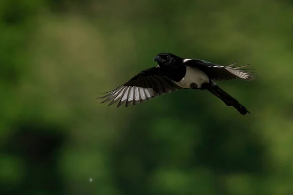 Vacker Svart Och Vit Magpie Flyger Mot Grön Suddig Bakgrund — Stockfoto