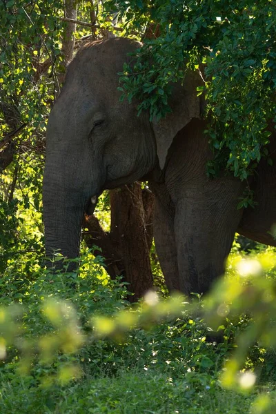 Eine Vertikale Aufnahme Eines Sri Lankischen Elefanten — Stockfoto