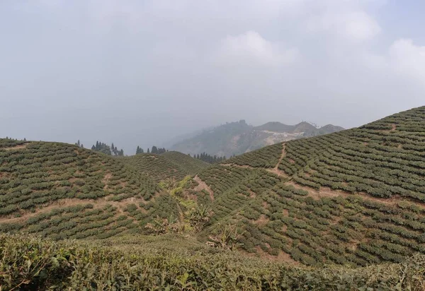 在印度大吉岭的阴天 俯瞰着布满茶树的山丘 — 图库照片