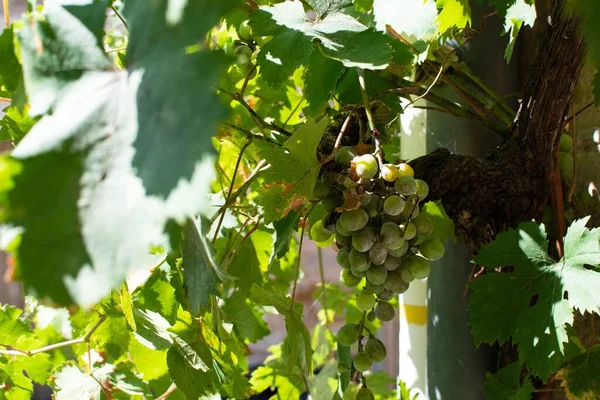 Een Dichtbij Shot Van Een Aftakking Van Vinograda Bij Daglicht — Stockfoto