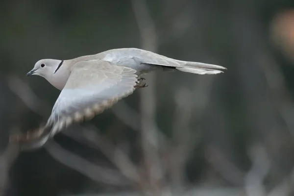 Eine Taube Mit Den Offenen Flügeln Fliegt — Stockfoto