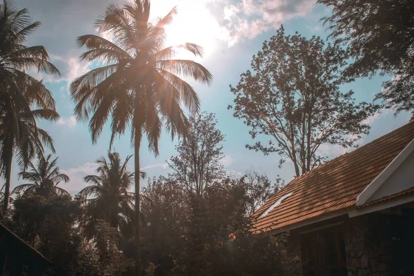 Eine Schöne Aufnahme Eines Sonnigen Himmels Über Palmen Delhi Indien — Stockfoto