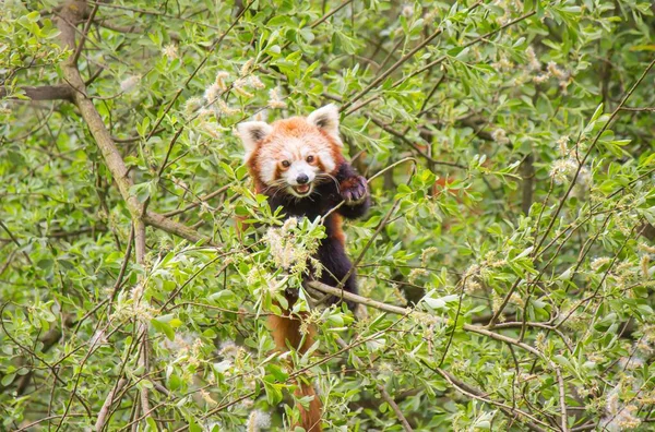 Красная Панда Открытым Ртом Лазает Деревьям — стоковое фото