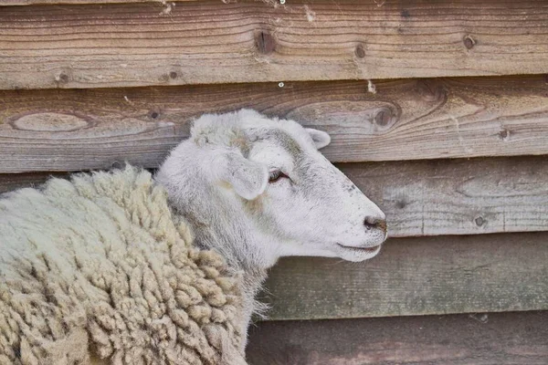 Gros Plan Mouton Katahdin Appuyé Sur Clôture Bois — Photo