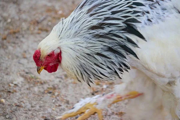 一只头斜的鸡的特写镜头 它有白色和黑色的羽毛 — 图库照片