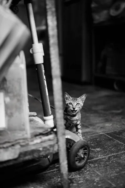 Graustufenaufnahme Eines Süßen Kätzchens Das Sich Vor Der Kamera Versteckt — Stockfoto
