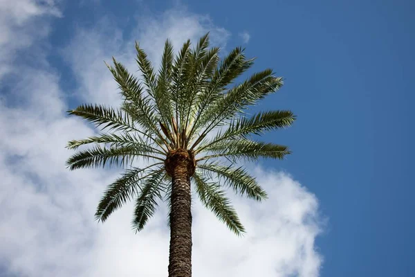 青い空に対して美しいヤシの木の低角度ショット — ストック写真