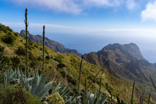 Aerial View Sunny Coast Teno Rural Park Tenerife Canary Islands — Stock Photo, Image