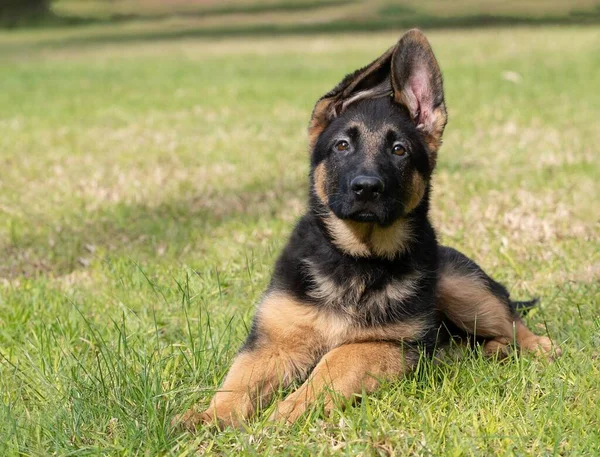 Närbild Söt Tysk Herde Hund Sitter Gräset — Stockfoto