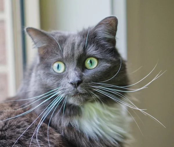 Porträt Einer Schwarzen Europäischen Kurzhaarkatze Mit Grünen Augen — Stockfoto