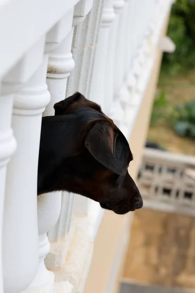 一只黑狗从阳台栏杆向外张望 — 图库照片