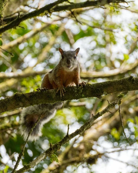 Eine Vertikale Aufnahme Eines Niedlichen Fuchshörnchens Auf Einem Baum Und — Stockfoto