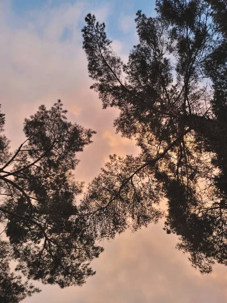 Eine Vertikale Aufnahme Von Kiefernzweigen Gegen Die Wolken Himmel Während — Stockfoto