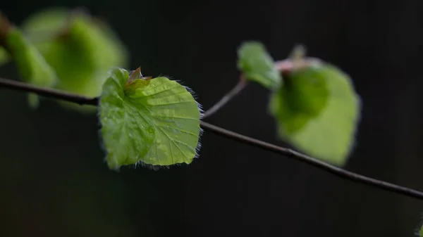 Bir Daldaki Yeşil Kabarık Yaprakların Yakın Plan Çekimi — Stok fotoğraf