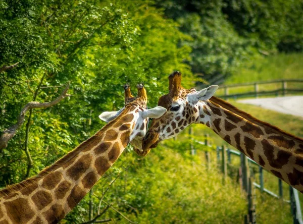 Giraffe Conservazione Nello Zoo — Foto Stock