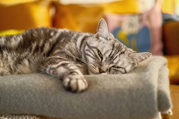 Simpatico Gatto Tabby Sdraiato Sulla Coperta — Foto Stock