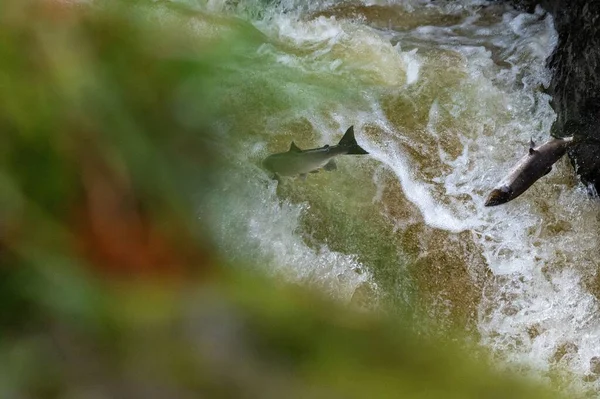 Atlantic Salmon Salmo Salar Jumping Waterfall Scotland United Kingdom — Stock Photo, Image