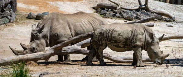 Rhinocéros Noir Avec Son Mollet Par Une Journée Ensoleillée Plein — Photo