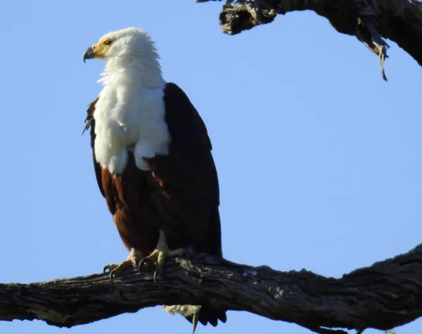 Fischadler Aus Südafrika Krüger Nationalpark — Stockfoto