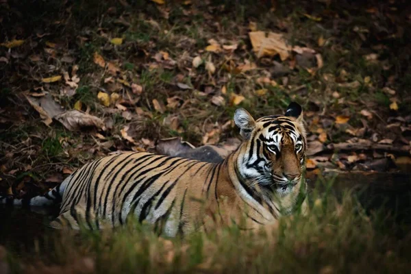 Тигр Готов Атаковать Кустах — стоковое фото