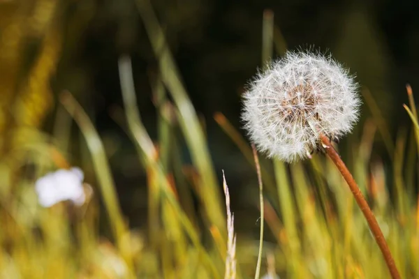 Pissenlit Dans Jardin Été — Photo