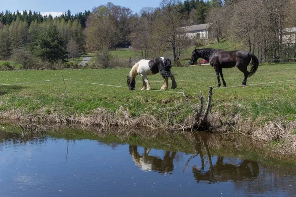 Beautiful Shot Gypsy Horses Grazing Grass — Stock Photo, Image