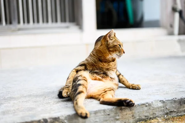 Vtipná Trikolórová Kočička Sedící Zemi Kočky Tai Hong Kong — Stock fotografie