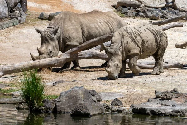 Чорні Носороги Ходять Телям Сонячний День — стокове фото