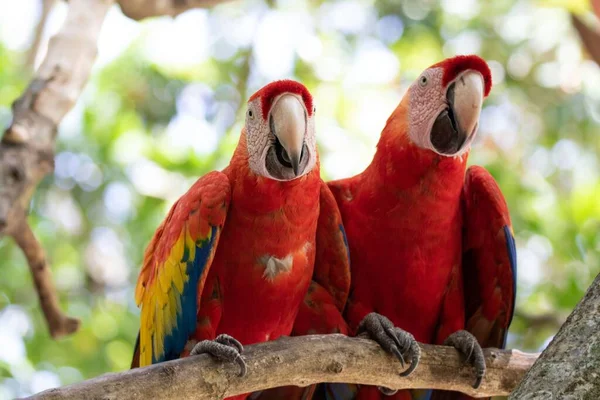 Detailní Záběr Páru Šarlatových Papoušků Sedících Větvi Stromu Lese — Stock fotografie