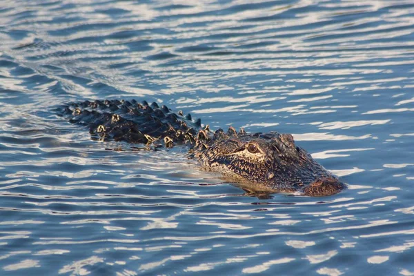 Egy Krokodil Vízben — Stock Fotó