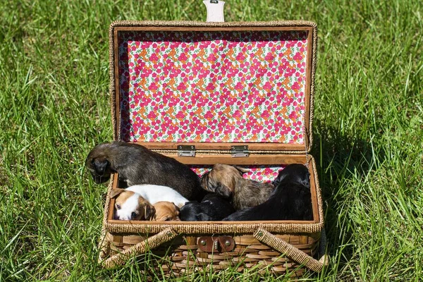 Una Vista Los Lindos Cachorros Una Canasta Sobre Una Hierba — Foto de Stock