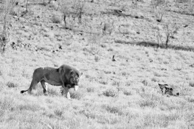 Asyalı bir aslanın gri pulu pençesiyle yüzüne dokunuyor.