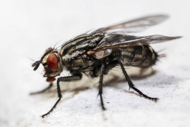 Beyaz bir yüzeye tünemiş bir sineğin makro görüntüsü.