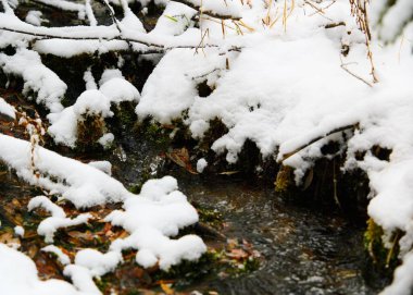 Ormandaki bir derenin yakınındaki karlı ağaçların yakın çekimi.
