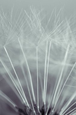 Bulanık bir arka planda büyüyen narin karahindiba kabarık tohumlarının dikey yakın çekimi.