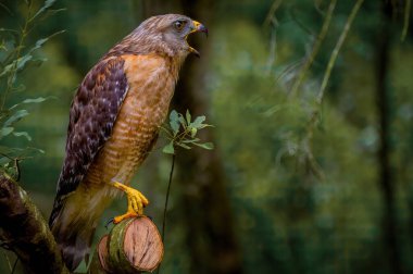 Kırmızı omuzlu bir şahinin gagası açık bir ağaca tünemiş seçici bir odak noktası.