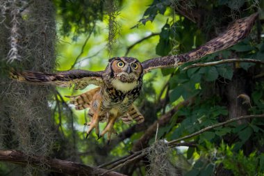 Bulanık arka planda uzun kulaklı bir baykuş.