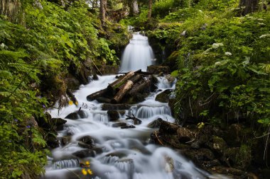 Vahşi ormanda çağlayan bir şelale.