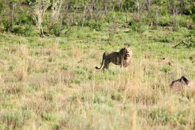 Güneşli bir günde çimlerin üzerinde kükreyen Asyalı aslan.