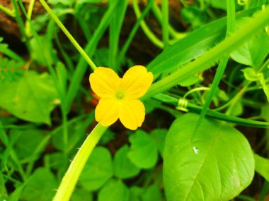Bir çiçek ve salatalık yaprakları