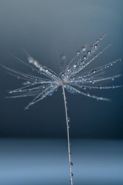 Küçük su damlacıklarıyla kaplı bir karahindiba tohumunun dikey makro görüntüsü.