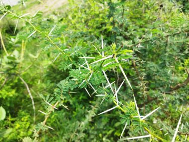 Yeşil yapraklı ve dikenli bir babun ağacı dalı
