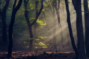 Sabah sisi olan bir ormanda ağaçların arasından bir güneş parlıyor.