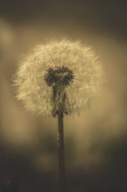 Bulanık arkaplana karşı bir karahindibanın (Taraxacum) dikey yakın çekimi